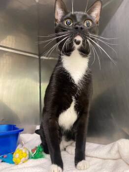 Domestic Short Hair Cats Available for Adoption in Fall River, Massachusetts - Mushu | PetCurious