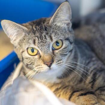 Domestic Short Hair Cats Available for Adoption - Lucy 2 | PetCurious