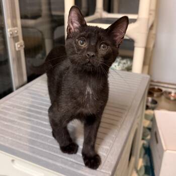 Hashbrown -  Domestic Short Hair Cat for Adoption in South Elgin, Illinois - Hashbrown | PetCurious