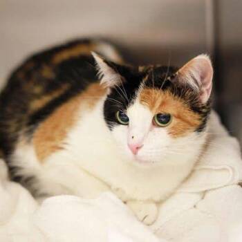 Eliza -  Domestic Short Hair Cat for Adoption in Atlanta, Georgia - Eliza | PetCurious