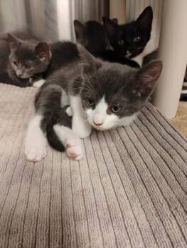 Mademoiselle 5 -  Domestic Short Hair Cat for Adoption in Fallston, Maryland - Mademoiselle 5 | PetCurious