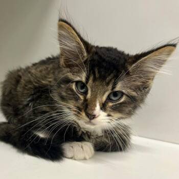 Oscar -  Domestic Medium Hair Cat for Adoption in Saint Joseph, Missouri - Oscar | PetCurious