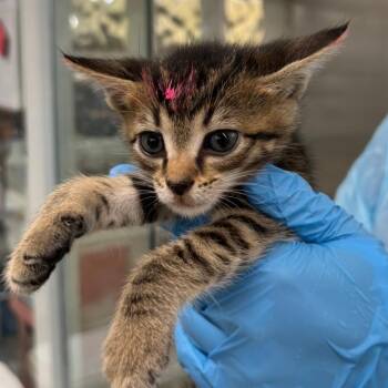 Domestic Short Hair Cats Available for Adoption in West Palm Beach, Florida - Wilbur | PetCurious