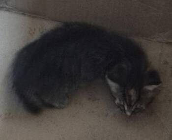 Fb-10d Dusk -  Domestic Short Hair Cat for Adoption in Lawrenceville, Georgia - Fb-10d Dusk | PetCurious