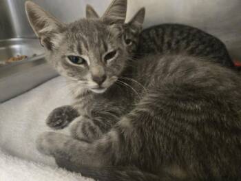 SOREN -  Domestic Short Hair Cat for Adoption in Hagerstown, Maryland - SOREN | PetCurious