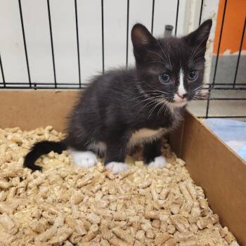 Connecticat -  Domestic Short Hair Cat for Adoption in Westminster, California - Connecticat | PetCurious