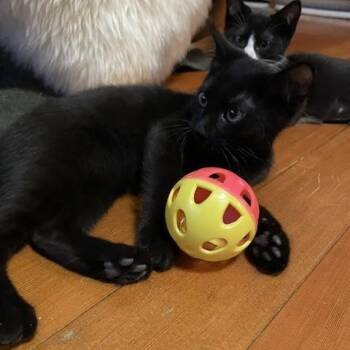 Kahn w/ Miss Figaro -  Domestic Short Hair Cat for Adoption in Silverton, Oregon - Kahn W/ Miss Figaro | PetCurious