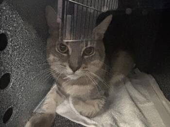 Jeep Wrangler -  Domestic Short Hair Cat for Adoption in New York, New York - Jeep Wrangler | PetCurious
