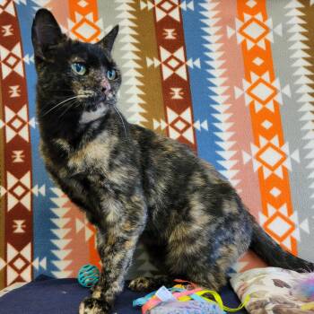 Jordy -  Domestic Short Hair Cat for Adoption in Alpine, Texas - Jordy | PetCurious