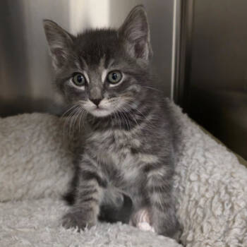 Rescue Domestic Short Hair Cats for Adoption in Yankton, South Dakota - Jekyll | PetCurious