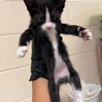 September -  Domestic Short Hair Cat for Adoption in Reno, Nevada - September | PetCurious