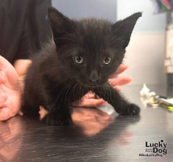 JD -  Domestic Short Hair Cat for Adoption in Washington, District Of Columbia - JD | PetCurious