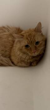 Rescue Munchkin Cats for Adoption in Las Vegas, Nevada - Catapillar Shortpants | PetCurious