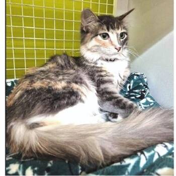 Bliss -  Dilute Tortoiseshell Cat for Adoption in Millcreek, Utah - Bliss | PetCurious