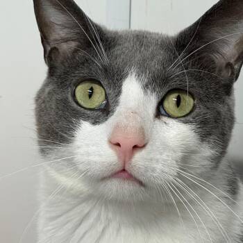 Sunshine ARC2026-119 -  Domestic Short Hair Cat for Adoption in Akron, New York - Sunshine ARC2026-119 | PetCurious