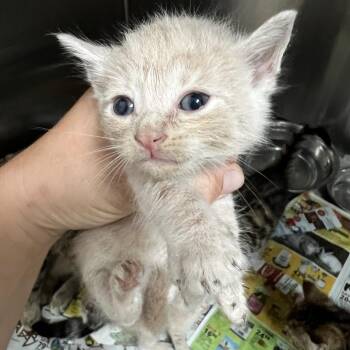 Domestic Short Hair Cats Available for Adoption in Parrish, Alabama - Squeaky | PetCurious