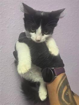 61524137 -  Domestic Medium Hair Cat for Adoption in El Paso, Texas - 61524137 | PetCurious