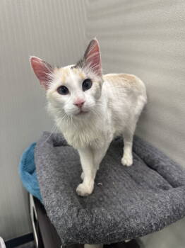 Rescue Domestic Medium Hair Cats for Adoption in Minneapolis, Minnesota - Patricia | PetCurious