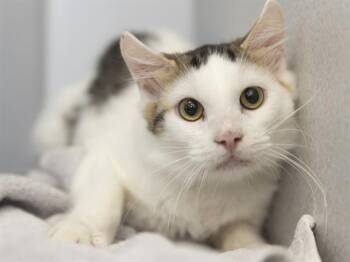 BAM BAM -  Domestic Long Hair Cat for Adoption in Phoenix, Arizona - BAM BAM | PetCurious