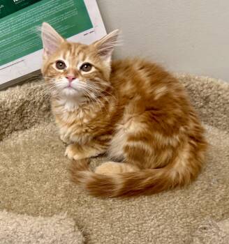 Rescue Domestic Long Hair Cats for Adoption in Pickerington, Ohio - Robin | PetCurious
