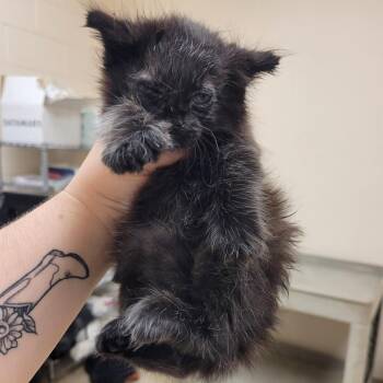 SCFL-Stray-66589 -  Domestic Short Hair Cat for Adoption in Lake Panasoffkee, Florida - SCFL-Stray-66589 | PetCurious