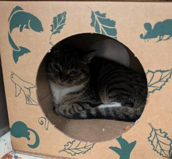 EVIE -  Domestic Short Hair Cat for Adoption in St. Louis, Missouri - EVIE | PetCurious