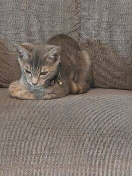 Maelle -  Domestic Short Hair Cat for Adoption in Evans, Georgia - Maelle | PetCurious
