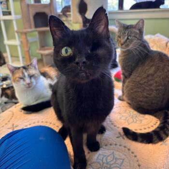 Rescue Domestic Short Hair Cats for Adoption in Mt. Juliet, Tennessee - Eden | PetCurious