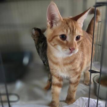Abraxos -  Domestic Short Hair Cat for Adoption in Lexington, Kentucky - Abraxos | PetCurious
