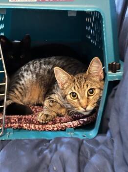 Rescue Domestic Short Hair Cats for Adoption in Vancouver, Washington - Nugget | PetCurious