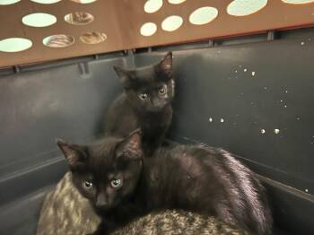 Simple -  Domestic Short Hair Cat for Adoption in Cromwell, Kentucky - Simple | PetCurious