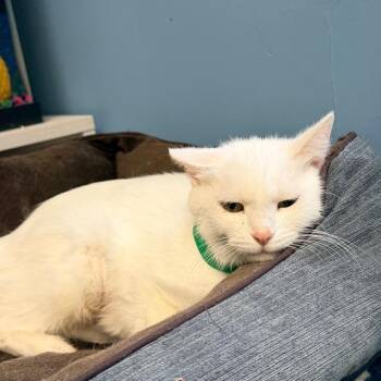 Beignet -  Domestic Short Hair Cat for Adoption in Columbus, Georgia - Beignet | PetCurious