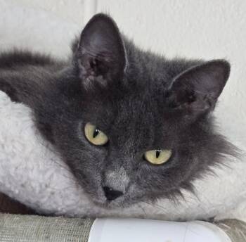Freedom -  Domestic Medium Hair Cat for Adoption in Long Beach, Washington - Freedom | PetCurious