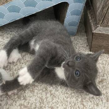 Rescue Domestic Short Hair Cats for Adoption in Fairfax, Virginia - Bennie | PetCurious