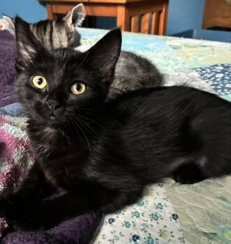 Uma -  Domestic Short Hair Cat for Adoption in Kenosha, Wisconsin - Uma | PetCurious