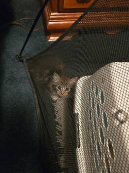 Domestic Medium Hair Cats Available for Adoption - Silver L/ Barn Cat | PetCurious