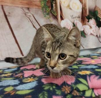 Rikki Tikki Tavi -  Domestic Short Hair Cat for Adoption in Warner Robins, Georgia - Rikki Tikki Tavi | PetCurious