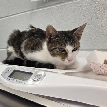 Kerrigan -  Domestic Short Hair Cat for Adoption in Chattanooga, Tennessee - Kerrigan | PetCurious