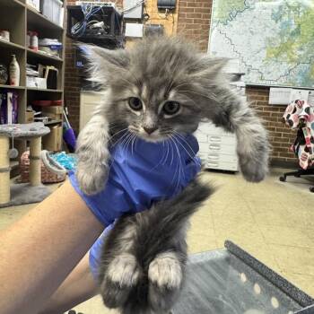 Alice -  Domestic Medium Hair Cat for Adoption in Birmingham, Alabama - Alice | PetCurious