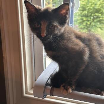 Leah -  Domestic Medium Hair Cat for Adoption in Murfreesboro, Tennessee - Leah | PetCurious