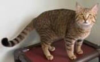Sebastian -  Domestic Short Hair Cat Available for Adoption in Lincoln, Michigan - Sebastian | PetCurious
