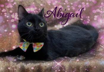 Domestic Short Hair Cats Available for Adoption in Charlotte, North Carolina - Abigail | PetCurious