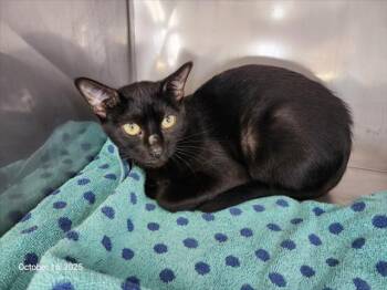 Rescue Domestic Short Hair Cats for Adoption in Santa Cruz, California - DANI DENNISON* | PetCurious