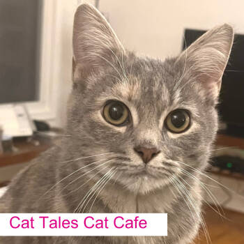 Rescue Domestic Short Hair Cats for Adoption in Chapel Hill, North Carolina - Almond Joy | PetCurious