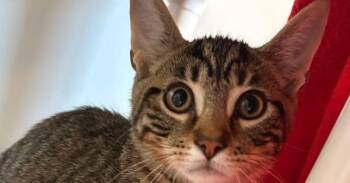 Nue -  Domestic Short Hair Cat for Adoption in Bowling Green, Ohio - Nue | PetCurious