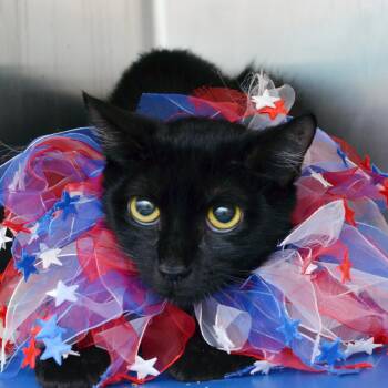 Domestic Short Hair Cats Available for Adoption in Sanford, Florida - Truffle | PetCurious
