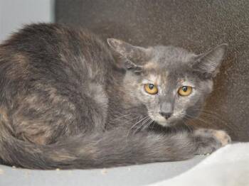 GUMBO -  Domestic Short Hair Cat for Adoption in Phoenix, Arizona - GUMBO | PetCurious