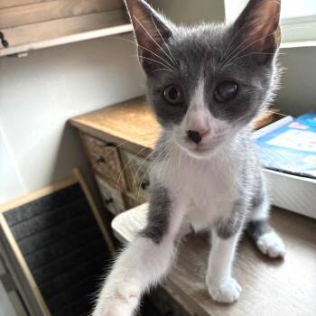 Cabbage -  Domestic Short Hair Cat for Adoption in Bulverde, Texas - Cabbage | PetCurious