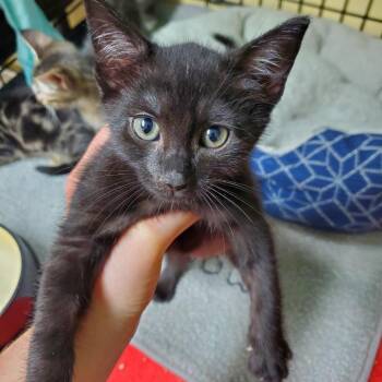 Americano -  Domestic Short Hair Cat for Adoption in Melrose, Florida - Americano | PetCurious