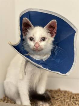 STRAWBERRY SHORTCAKE -  Domestic Short Hair Cat for Adoption in Indianapolis, Indiana - STRAWBERRY SHORTCAKE | PetCurious